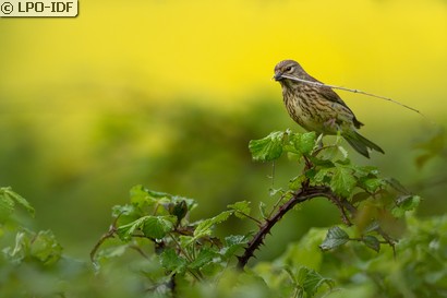 Linotte mélodieuse