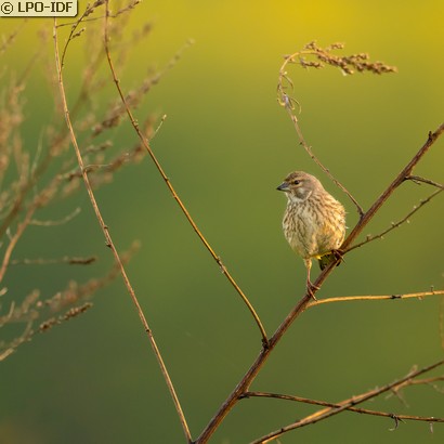 Linotte mélodieuse
