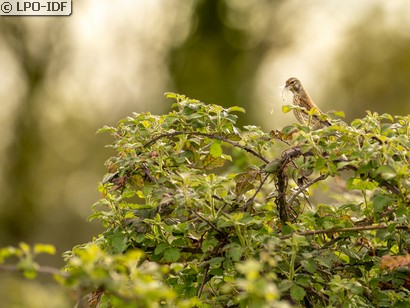 Linotte mélodieuse