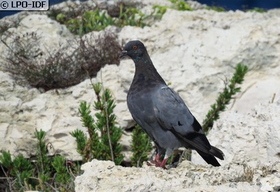 Pigeon biset