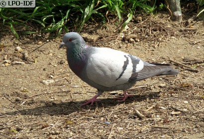 Pigeon biset
