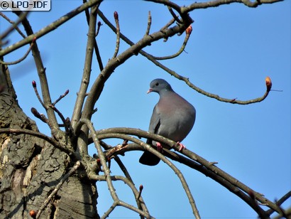 Pigeon colombin