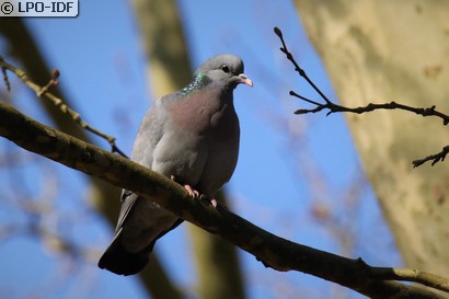 Pigeon colombin