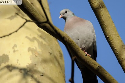 Pigeon colombin