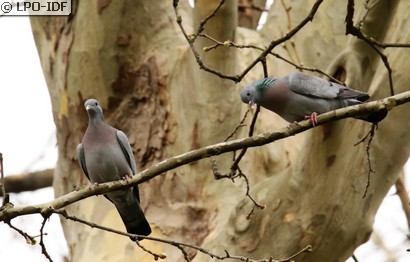 Pigeon colombin