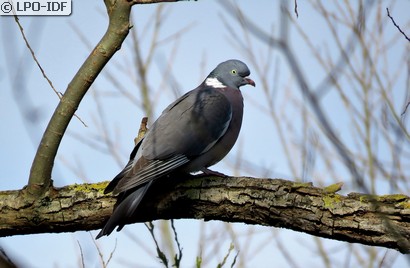 Pigeon ramier