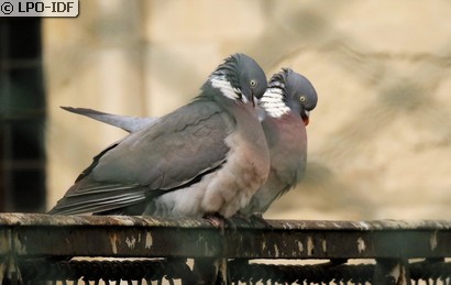 Pigeon ramier