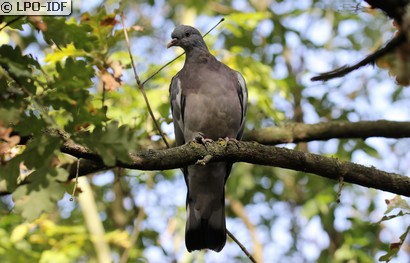 Pigeon ramier