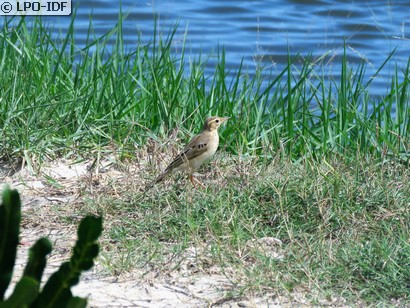 Pipit de Richard