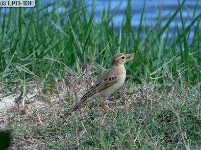 Pipit de Richard