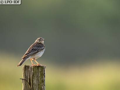 Pipit des arbres