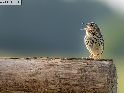 Pipit des arbres
