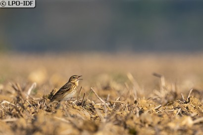 Pipit des arbres
