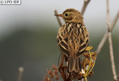 Pipit farlouse