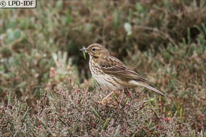 Pipit farlouse