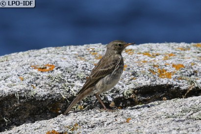 Pipit maritime