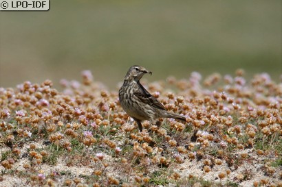 Pipit maritime