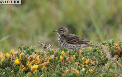 Pipit maritime
