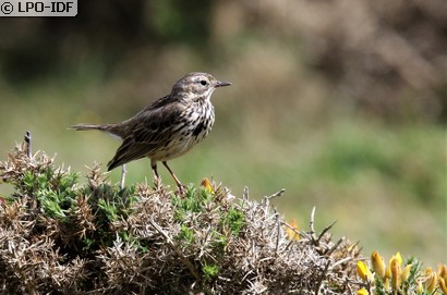 Pipit maritime