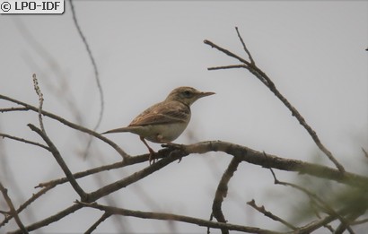 Pipit rousseline