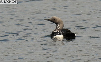 Plongeon arctique