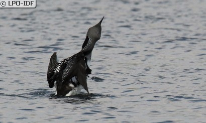 Plongeon arctique