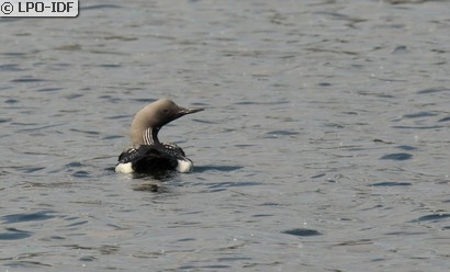 Plongeon arctique