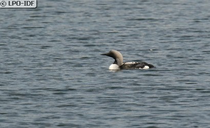 Plongeon arctique