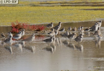 Pluvier argenté