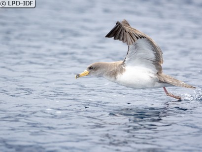 Puffin cendré