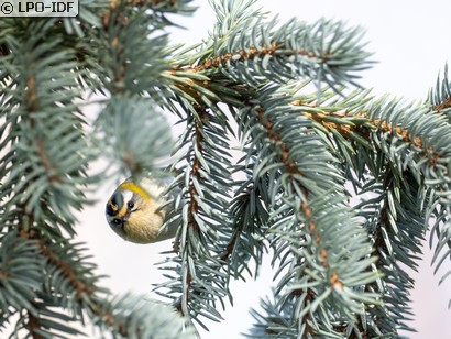 Roitelet à triple bandeau