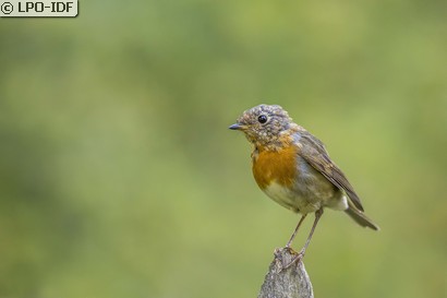 Rougegorge familier