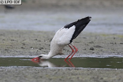 Cigogne blanche