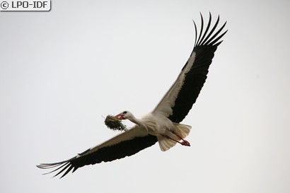 Cigogne blanche