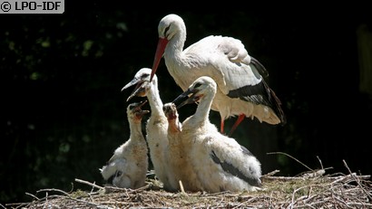 Cigogne blanche