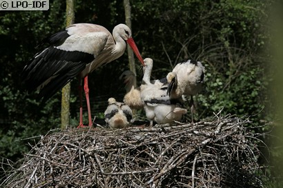 Cigogne blanche