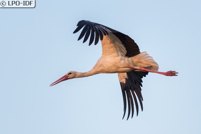 Cigogne blanche