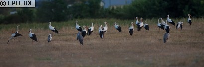 Cigogne blanche