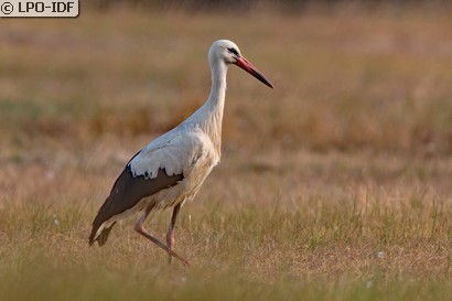 Cigogne blanche