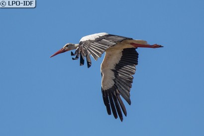 Cigogne blanche