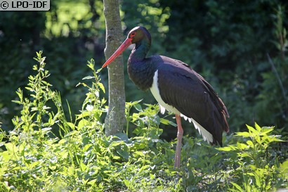 Cigogne noire