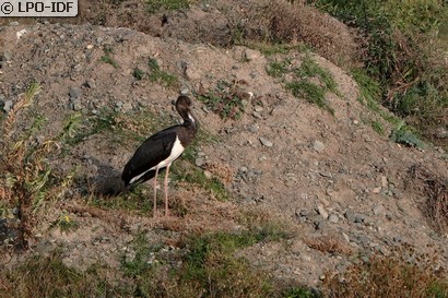 Cigogne noire