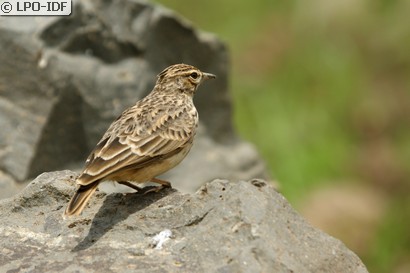 Cochevis de Thékla