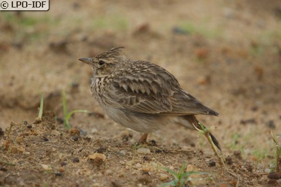 Cochevis de Thékla