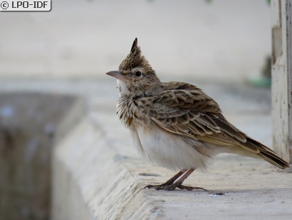 Cochevis huppé