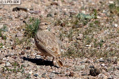 Cochevis huppé