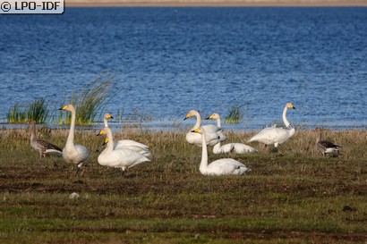Cygne chanteur