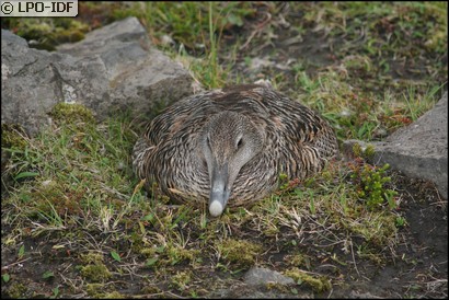 Eider à duvet