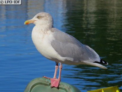 Goéland argenté