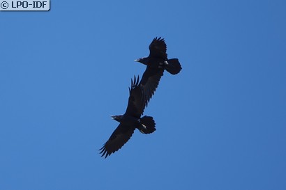 Grand Corbeau